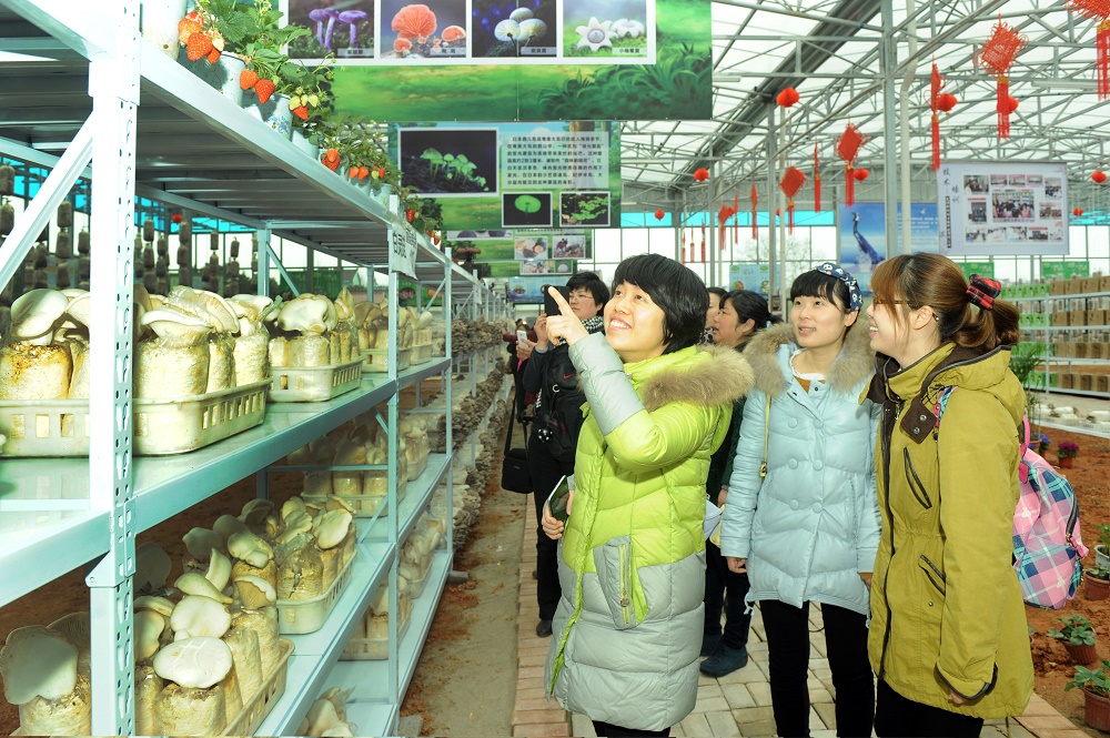 游客参观菌菇文化体验馆