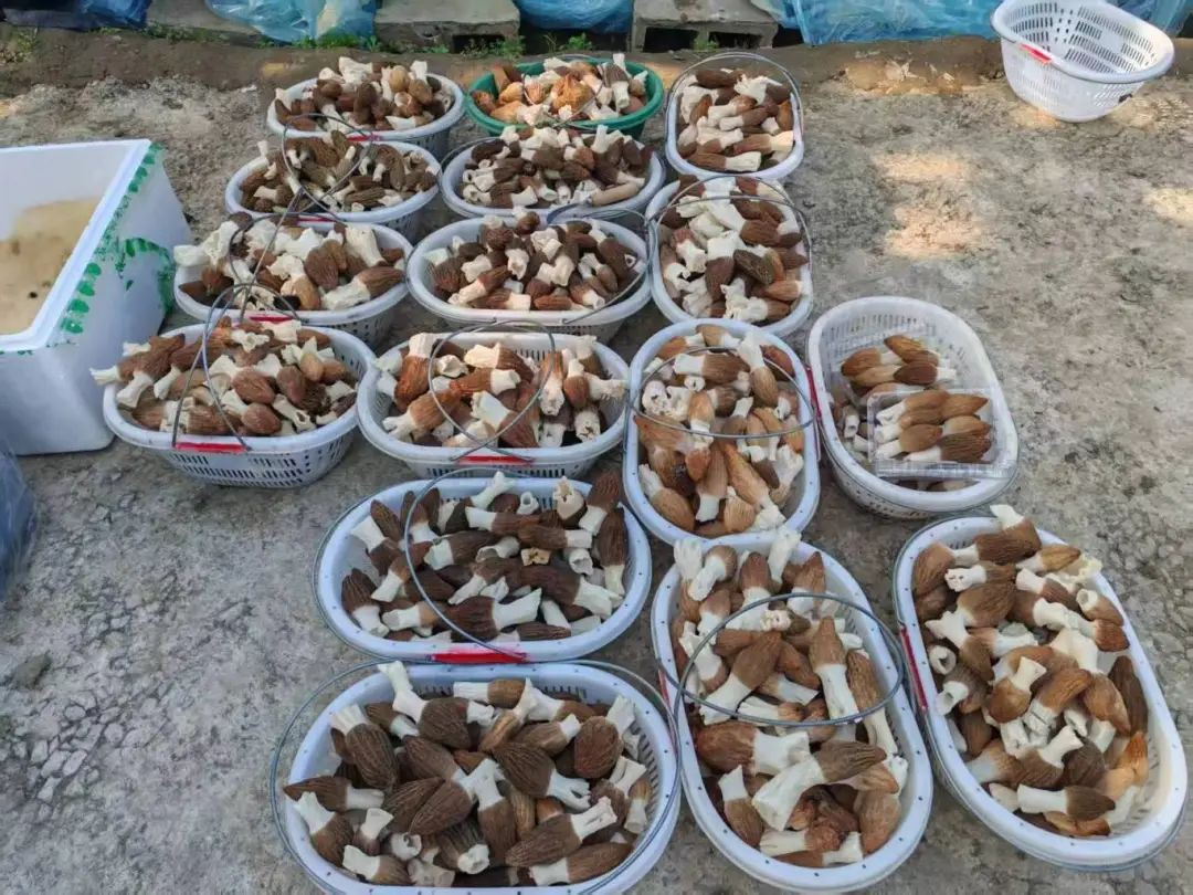 羊肚菌采摘