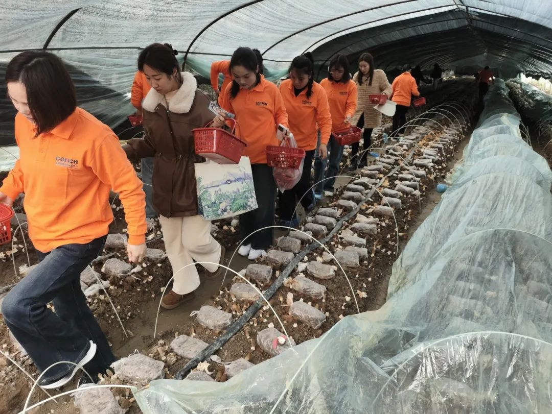 羊肚菌采摘