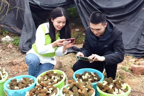 羊肚菌采摘
