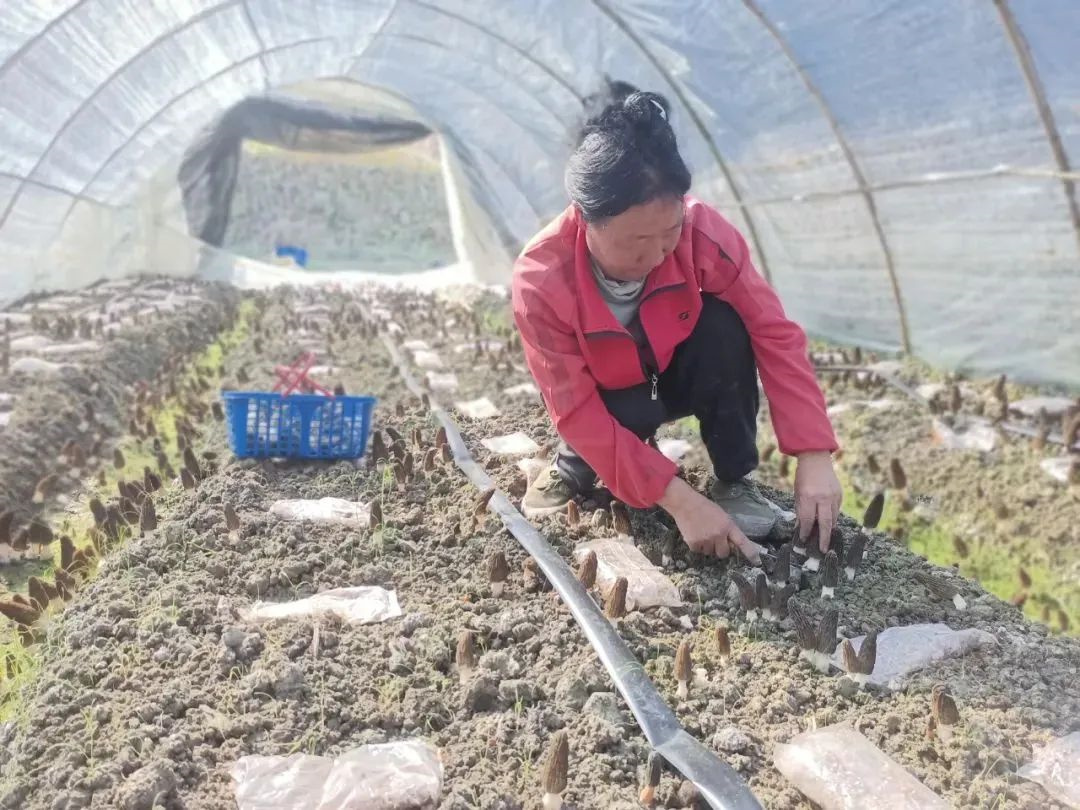 羊肚菌采摘