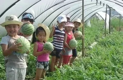 西瓜采摘
