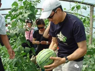 西瓜采摘