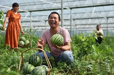 西瓜采摘
