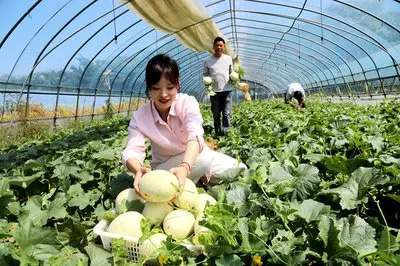 香瓜采摘