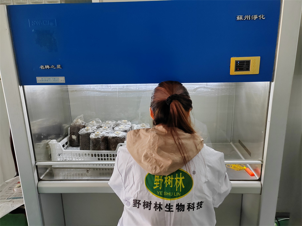 品种研发