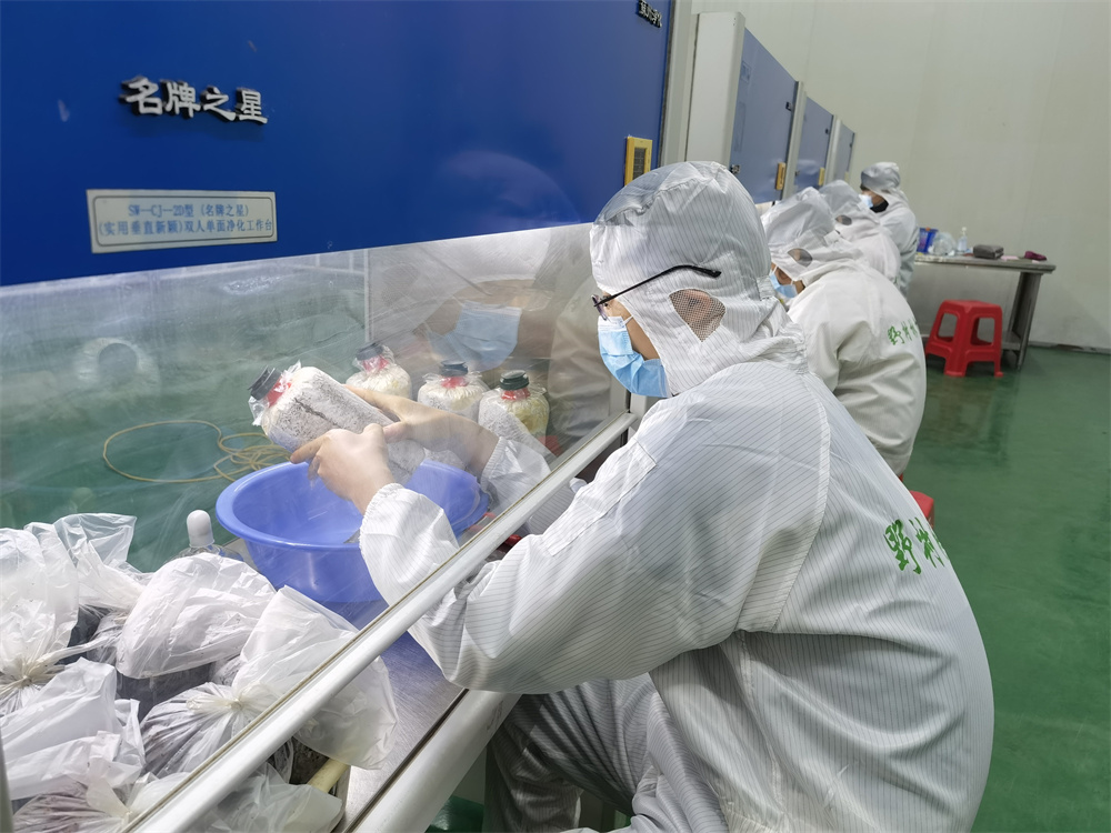 品种研发