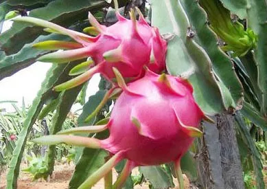 红心火龙果熟啦！采摘券免费领！