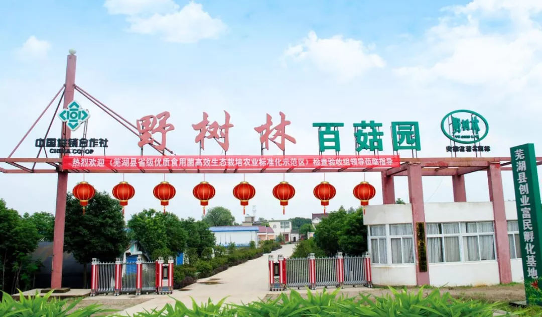 “野树林”恭祝大家新年快乐！采摘季优惠活动重磅来袭!