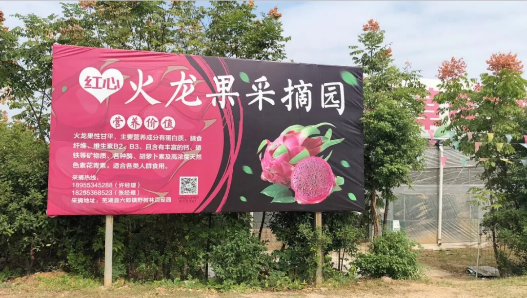 2019年第一波红心火龙果正式开采啦！领着孩子，带上朋友，寻找你最中意的那个“红太阳”吧！