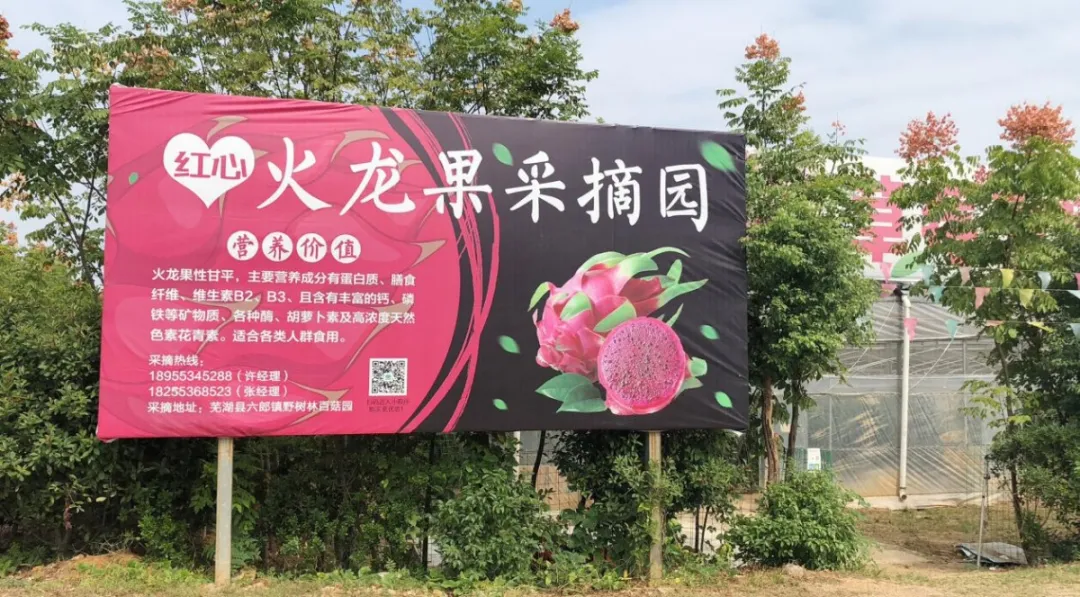 2021年第一波红心火龙果正式开采啦！文末有福利！！！