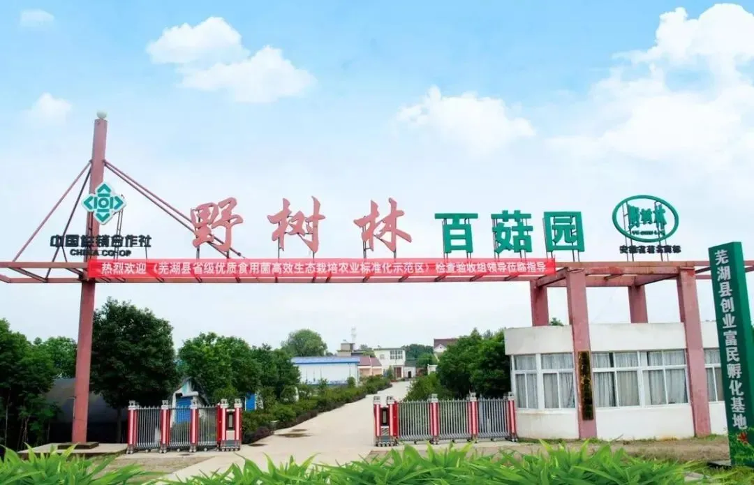 春节假期新玩法！野树林里过大年，蘑菇、水果采摘观赏乐翻天！