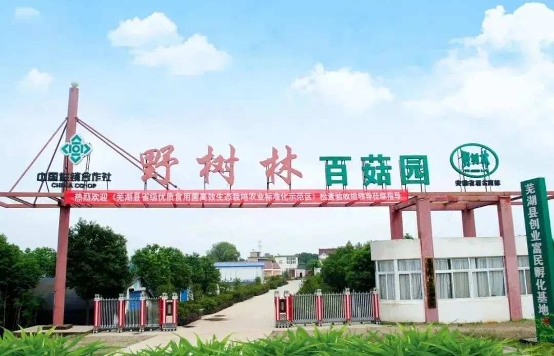 野树林百菇园采摘季：欢乐之旅等你来