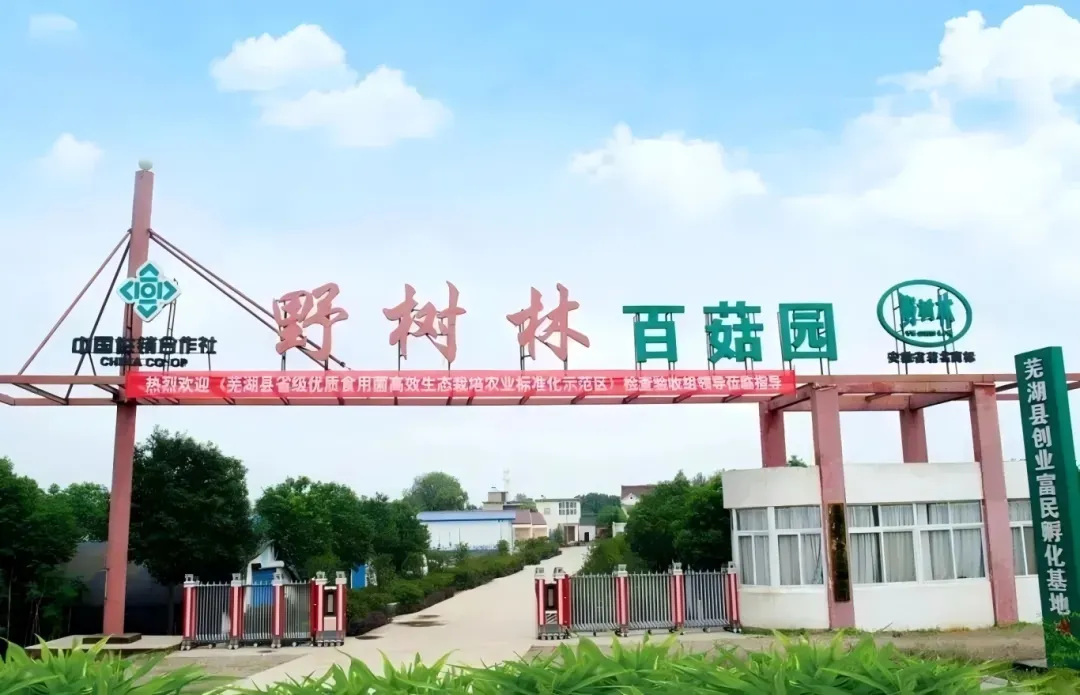 元旦嗨翻天！野树林百菇园采摘之旅等您来