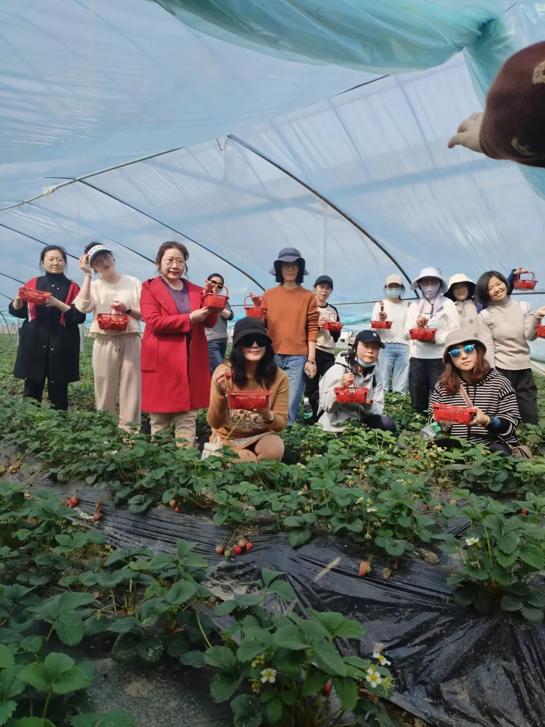 女神节限定｜野树林百菇园春日采撷诗篇：摘草莓，吻春风，做自己的女神！