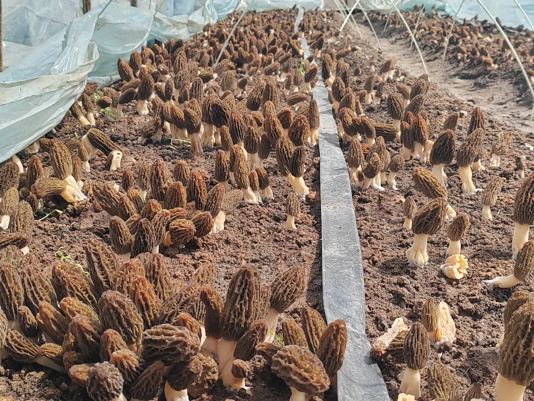 清明寻春 | 野树林百菇园：踏青采鲜，赴一场山野与舌尖的春日雅集