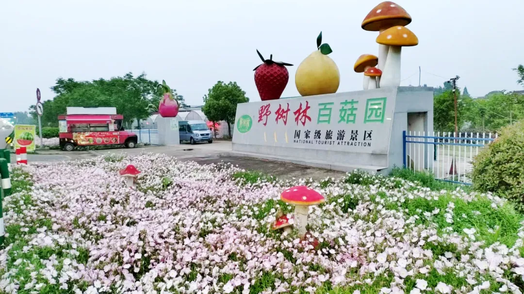 藤蔓下找瓜，菌棒上摘菇！这个五一，野树林的田园盲盒等你拆